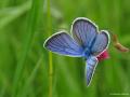 Polyommatus semiargus (Mazarinmavisi)